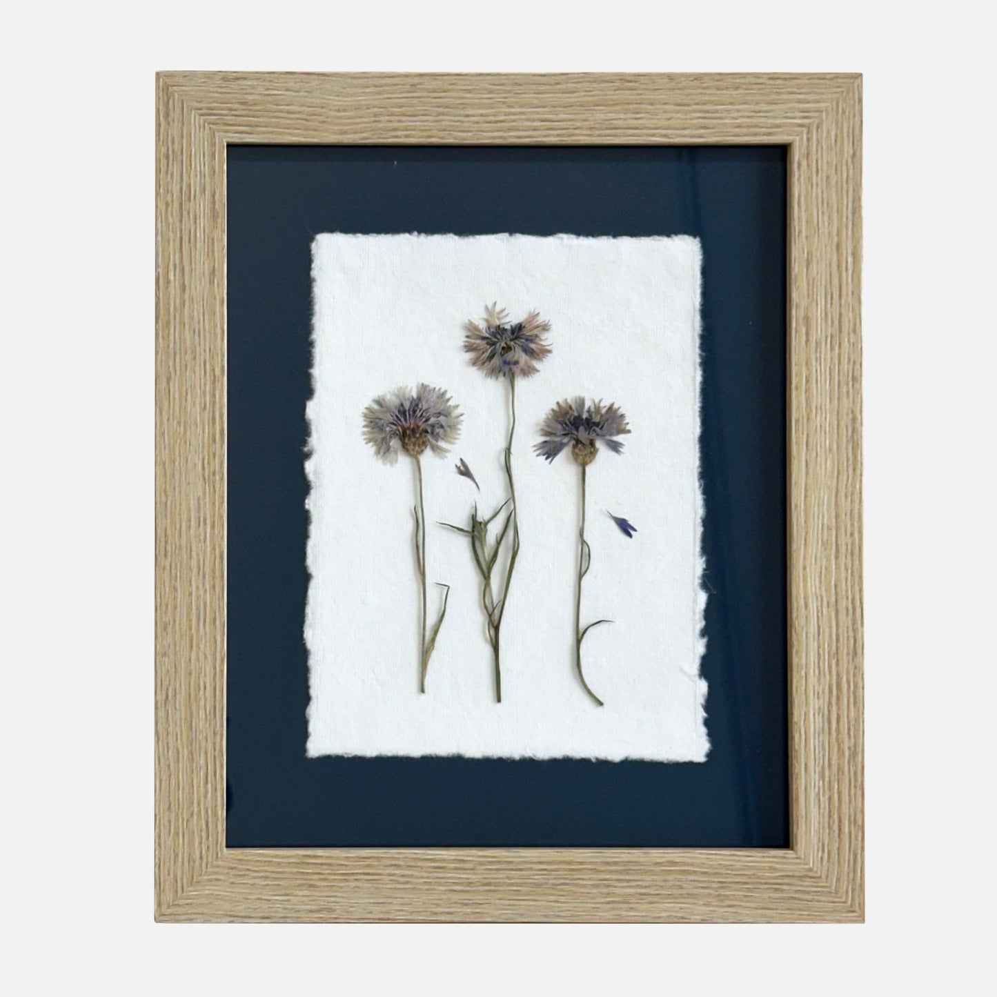 The Botanical Collective "Cornflowers"