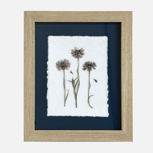 The Botanical Collective "Cornflowers"