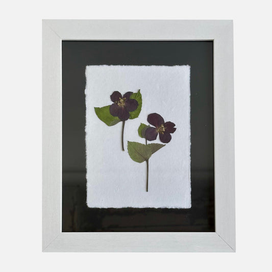 The Botanical Collective "Hellebore"