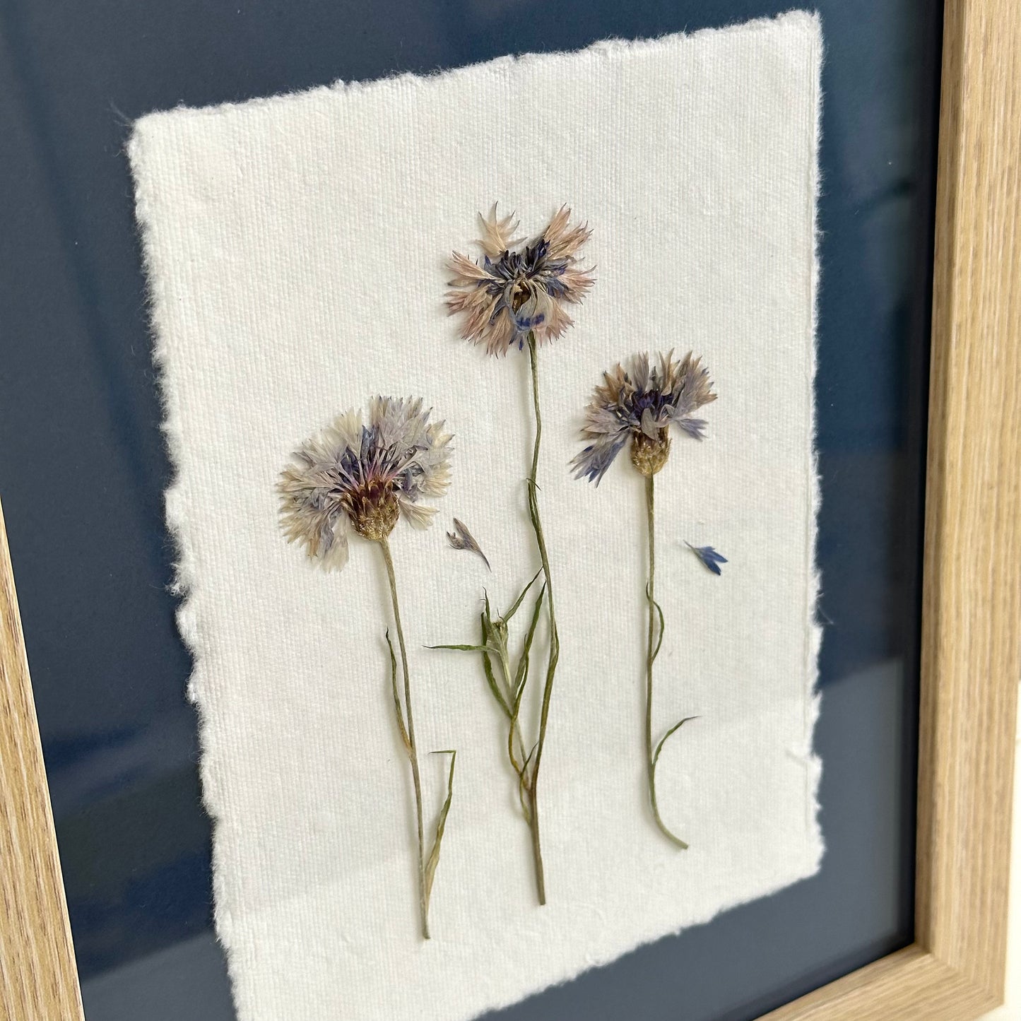 The Botanical Collective "Cornflowers"