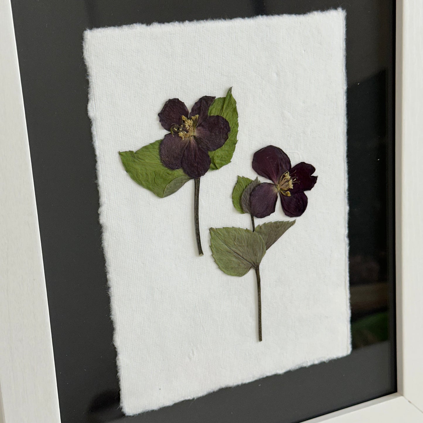 The Botanical Collective "Hellebore"