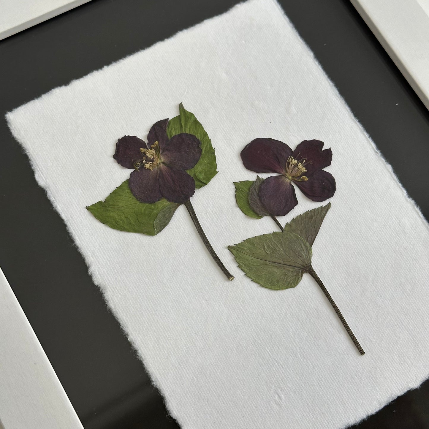 The Botanical Collective "Hellebore"