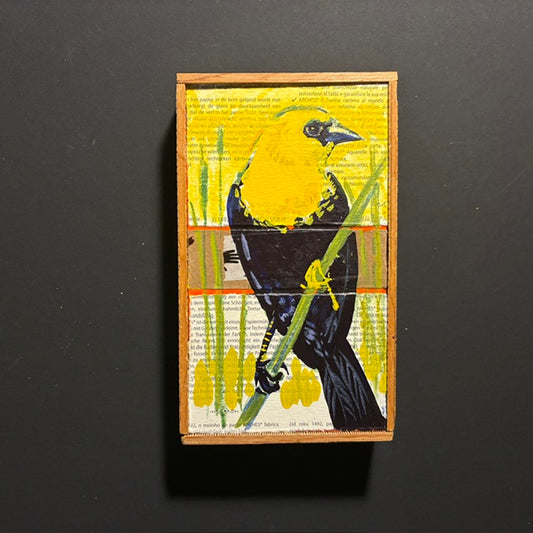 Mike Kasun "yellowhead"