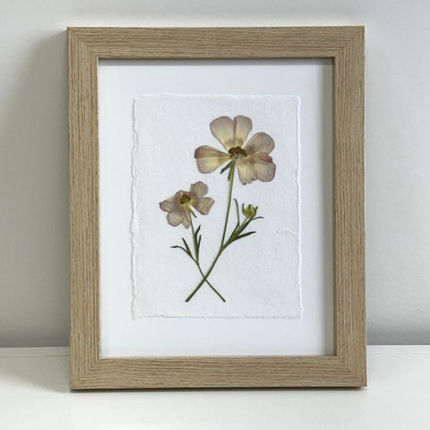 The Botanical Collective "Butterfly Ranunculus"