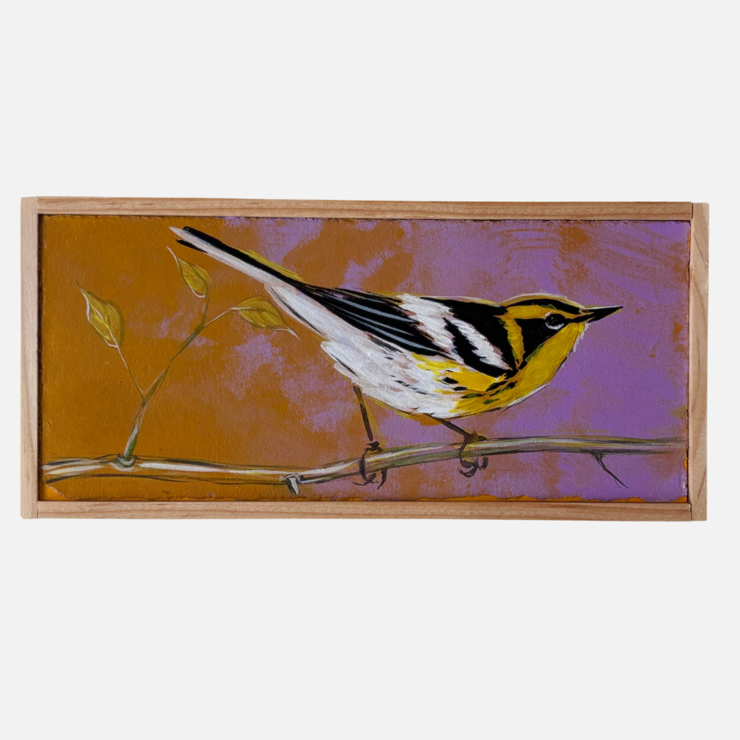 Mike Kasun 9 "Blackburnian Warbler"