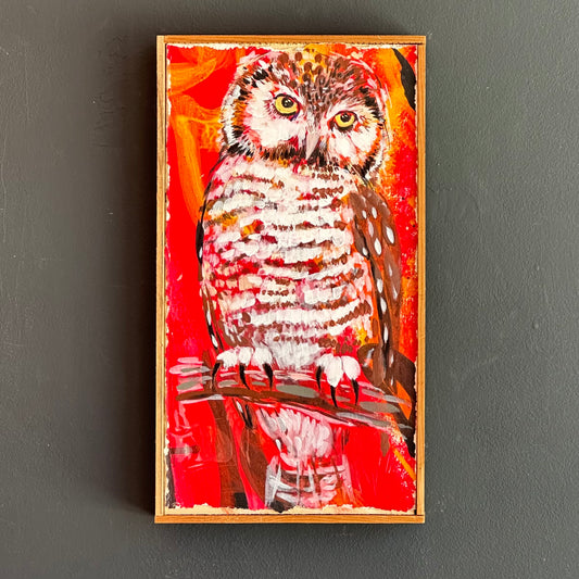 Mike Kasun "northern hawk owl"